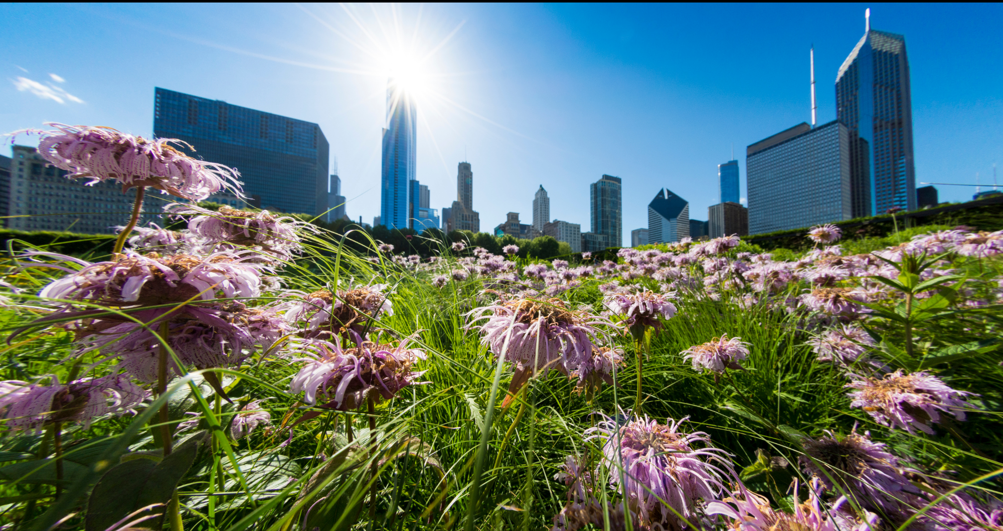 Flowers and Chicago skyline