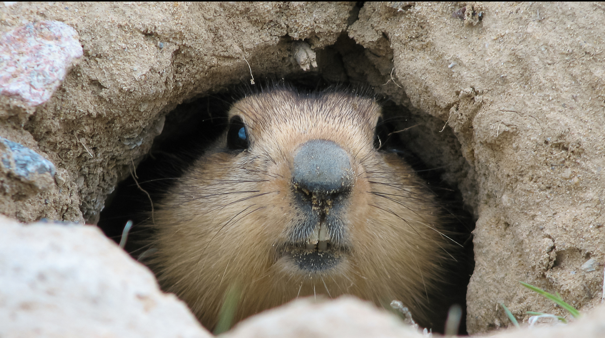 groundhog fay