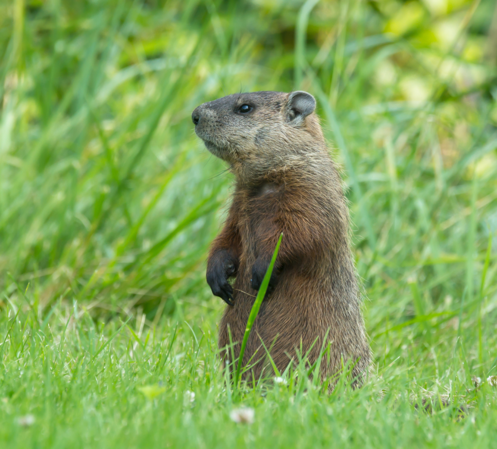 dia de la marmota